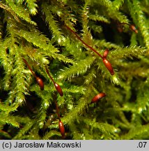 Eurhynchium striatum (dzióbkowiec bruzdowany)