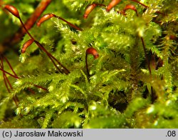 Eurhynchium striatum (dzióbkowiec bruzdowany)