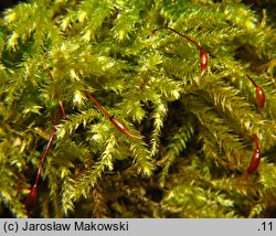 Eurhynchium striatum (dzióbkowiec bruzdowany)