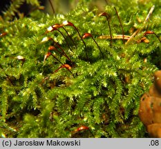 Eurhynchium striatum (dzióbkowiec bruzdowany)