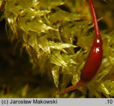 Eurhynchium striatum (dzióbkowiec bruzdowany)