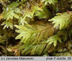 Fissidens dubius (skrzydlik grzebieniasty)