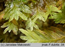 Fissidens dubius (skrzydlik grzebieniasty)