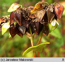 Fagopyrum esculentum