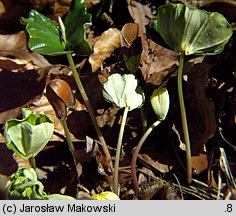 Fagus sylvatica