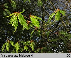 Fagus sylvatica s.str. Aspleniifolia