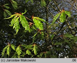 Fagus sylvatica Aspleniifolia