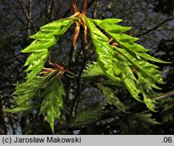 Fagus sylvatica Aspleniifolia