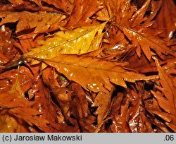 Fagus sylvatica s.str. Aspleniifolia