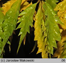 Fagus sylvatica s.str. Aspleniifolia