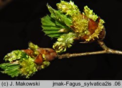 Fagus sylvatica (buk zwyczajny)