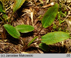 Falcaria vulgaris (sierpnica pospolita)