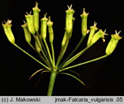 Falcaria vulgaris (sierpnica pospolita)