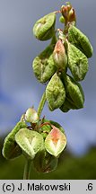 Fallopia convolvulus (rdestówka powojowata)