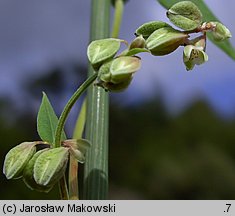 Fallopia convolvulus (rdestówka powojowata)