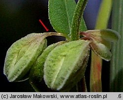 Fallopia convolvulus (rdestówka powojowata)