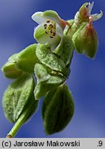 Fallopia convolvulus (rdestówka powojowata)