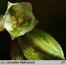 Fallopia convolvulus (rdestówka powojowata)