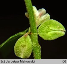 Fallopia convolvulus (rdestówka powojowata)