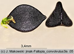 Fallopia convolvulus (rdestówka powojowata)