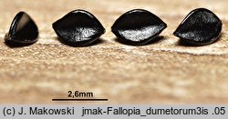 Fallopia dumetorum (rdestówka zaroślowa)