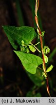 Fallopia dumetorum (rdestówka zaroślowa)