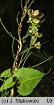 Fallopia dumetorum (rdestówka zaroślowa)