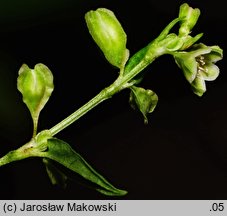 Fallopia dumetorum (rdestówka zaroślowa)