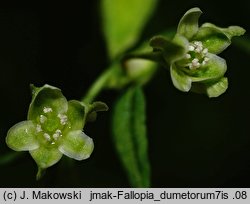 Fallopia dumetorum (rdestówka zaroślowa)