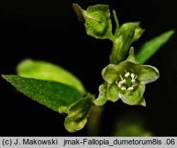 Fallopia dumetorum (rdestówka zaroślowa)