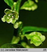 Fallopia dumetorum (rdestówka zaroślowa)