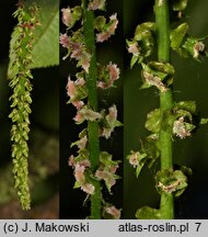 Pterocarya fraxinifolia (skrzydłorzech kaukaski)