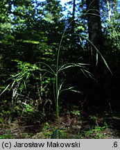 Festuca gigantea (kostrzewa olbrzymia)