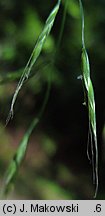 Festuca gigantea (kostrzewa olbrzymia)