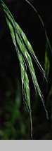 Festuca gigantea (kostrzewa olbrzymia)