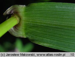 Festuca gigantea (kostrzewa olbrzymia)