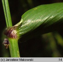 Festuca gigantea (kostrzewa olbrzymia)