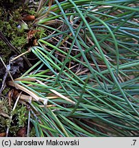 Festuca pallens