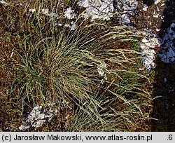 Festuca pallens