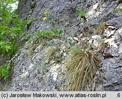 Festuca pallens