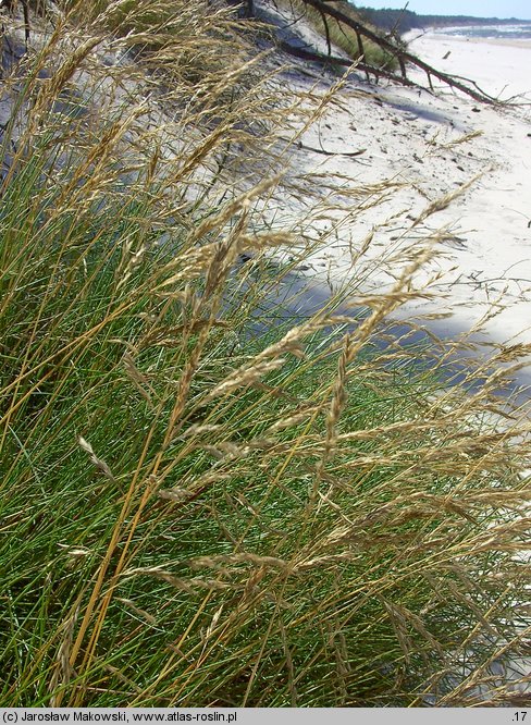 Festuca villosa (kostrzewa kosmata)