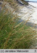 Festuca villosa (kostrzewa kosmata)