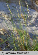 Festuca villosa (kostrzewa kosmata)