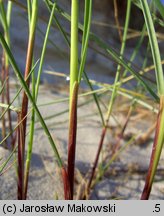 Festuca villosa (kostrzewa kosmata)