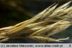 Festuca villosa (kostrzewa kosmata)