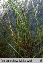 Festuca villosa (kostrzewa kosmata)