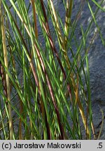 Festuca villosa (kostrzewa kosmata)