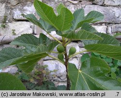 Ficus carica (figowiec właściwy)