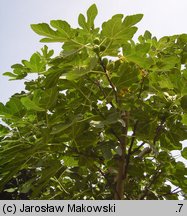 Ficus carica (figowiec właściwy)