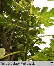 Ficus carica (figowiec właściwy)